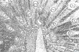 tovus Bosib Chiqarish Uchun Bo'yash Sahifalari